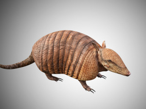 realistic armadillo low poly rigged Modello 3D