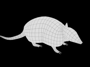 realistic armadillo low poly rigged Modello 3D
