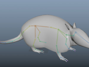 realistic armadillo low poly rigged Modello 3D