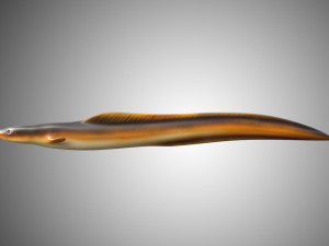 electric eel rigged low poly Modello 3D