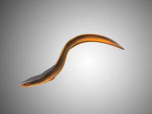 electric eel rigged low poly Modello 3D