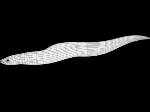 electric eel rigged low poly Modello 3D