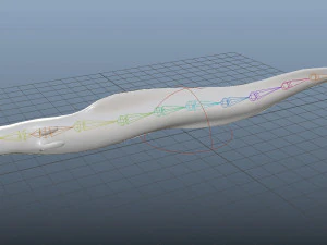 electric eel rigged low poly 3D Model