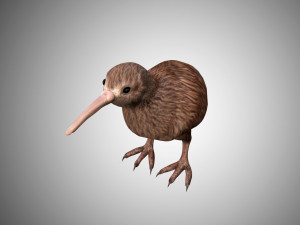 realistic kiwi rigged low poly 3D 모델
