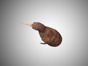 realistic kiwi rigged low poly 3D 모델
