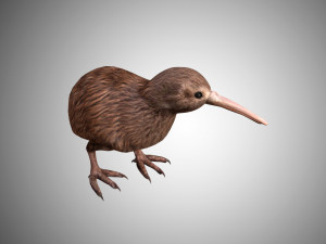 realistic kiwi rigged low poly 3D 모델