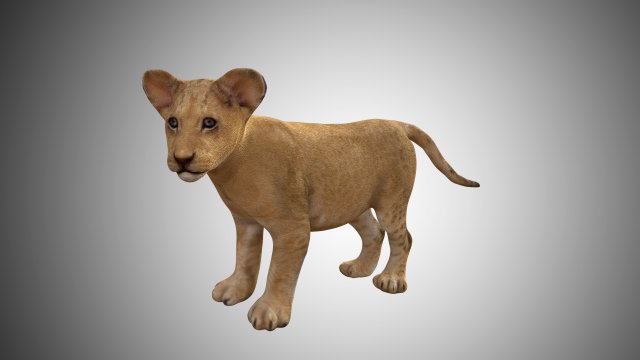 realistic lion cub low poly rigged Modello 3D .c4d .max .obj .3ds .fbx .stl .blend 
