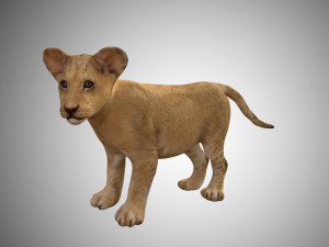 realistic lion cub low poly rigged Modelo 3D
