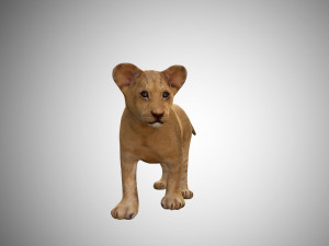 realistic lion cub low poly rigged Modello 3D