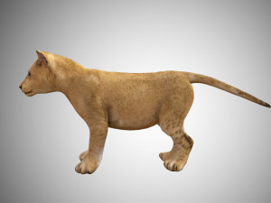 realistic lion cub low poly rigged Modello 3D