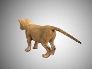 realistic lion cub low poly rigged Modello 3D