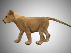 realistic lion cub low poly rigged Modello 3D