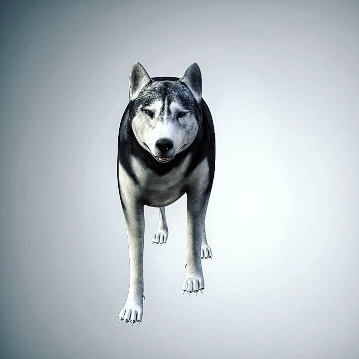 realistic husky dog low poly rigged 3D Model .c4d .max .obj .3ds .fbx .stl .blend 
