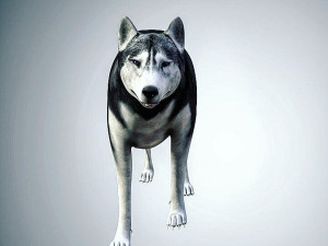 realistic husky dog low poly rigged 3D Model