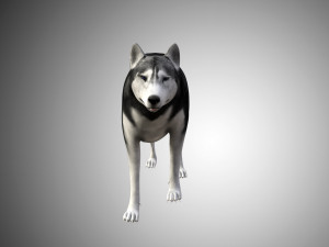 realistic husky dog low poly rigged 3D 모델