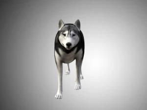 realistic husky dog low poly rigged 3D Model