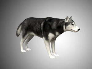 realistic husky dog low poly rigged 3D Model