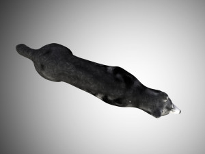 realistic husky dog low poly rigged 3D 모델