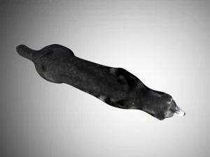 realistic husky dog low poly rigged 3D Model