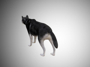 realistic husky dog low poly rigged 3D 모델