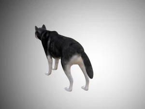 realistic husky dog low poly rigged 3D Model