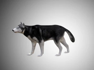 realistic husky dog low poly rigged 3D Model
