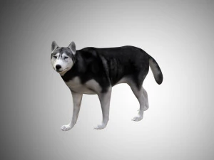 realistic husky dog low poly rigged 3D Model