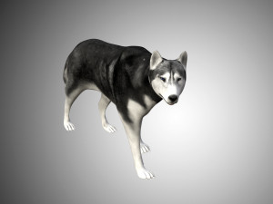 realistic husky dog low poly rigged 3D 모델