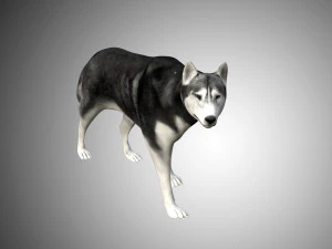 realistic husky dog low poly rigged 3D Model