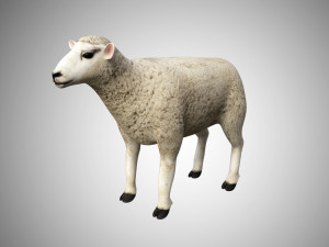 realistic high detailed rigged low poly sheep 3D Model