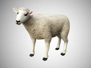 realistic high detailed rigged low poly sheep 3D Model