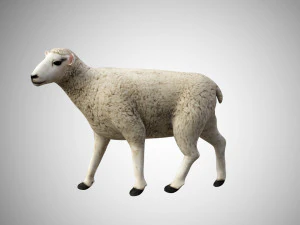 realistic high detailed rigged low poly sheep 3D Model
