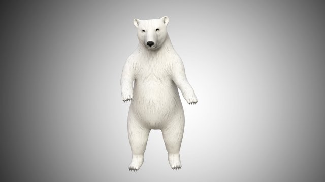 realistic high detailed rigged low poly white polar bear 3D 模型 .c4d .max .obj .3ds .fbx .stl .blend 
