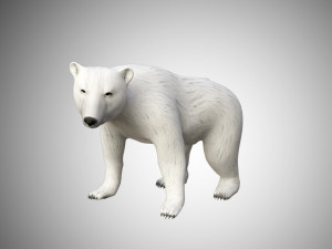 realistic high detailed rigged low poly white polar bear 3D 模型
