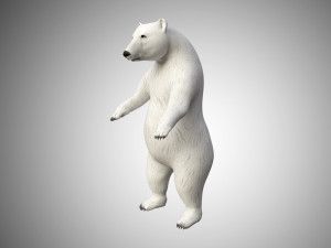 realistic high detailed rigged low poly white polar bear 3D 模型