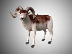 marco polo big horned sheep rigged low poly 3D Model