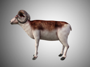 marco polo big horned sheep rigged low poly 3D 모델