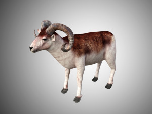 marco polo big horned sheep rigged low poly 3D 모델