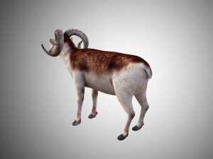 marco polo big horned sheep rigged low poly 3D 모델