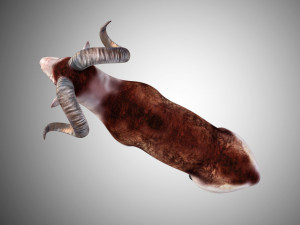 marco polo big horned sheep rigged low poly 3D 모델