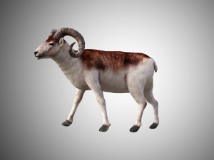 marco polo big horned sheep rigged low poly 3D 모델