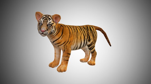 tiger cub rigged low poly 3D Модель .c4d .max .obj .3ds .fbx .stl .blend 