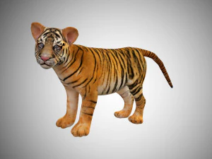 Tigerjunges manipuliertes Low-Poly 3D Modell
