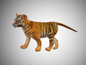 tiger cub rigged low poly 3D Модель