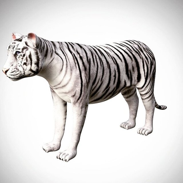 realistic high detailed rigged low poly sumatran white tiger 3d 3D Модель .c4d .max .obj .3ds .fbx .stl .blend 