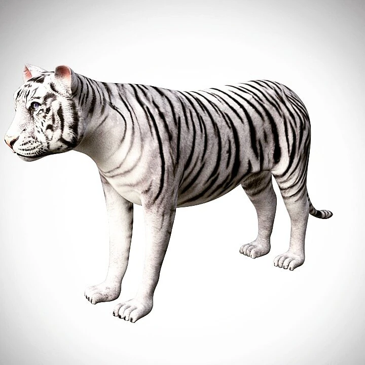 realistic high detailed rigged low poly sumatran white tiger 3d 3D Model .c4d .max .obj .3ds .fbx .stl .blend 