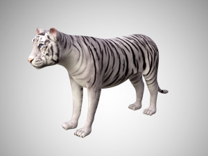 realistic high detailed rigged low poly sumatran white tiger 3d 3D Модель