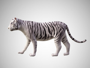 realistic high detailed rigged low poly sumatran white tiger 3d 3D Модель