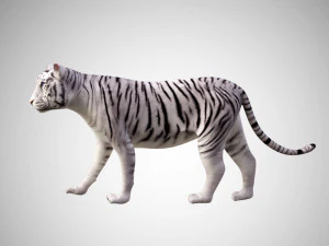 realistic high detailed rigged low poly sumatran white tiger 3d 3D Model