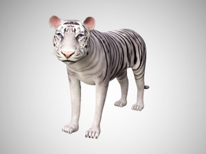 realistic high detailed rigged low poly sumatran white tiger 3d 3D Модель